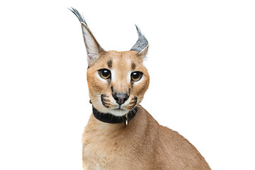 Image showing Beautiful caracal lynx isolated on white