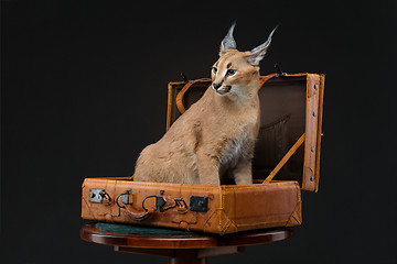 Image showing Beautiful caracal lynx over black background