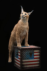 Image showing Beautiful caracal lynx over black background