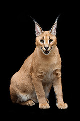 Image showing Beautiful caracal lynx over black background