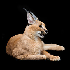 Image showing Beautiful caracal lynx over black background