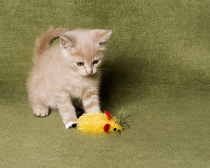 Image showing Kitten