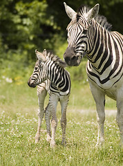 Image showing Zebras