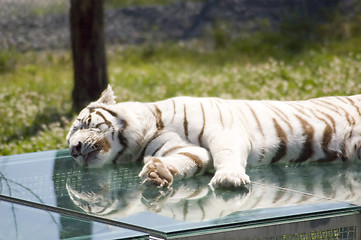 Image showing White tiger