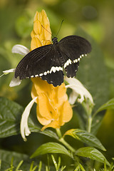 Image showing Butterfly