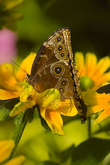 Image showing Butterfly