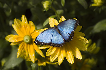 Image showing Butterfly