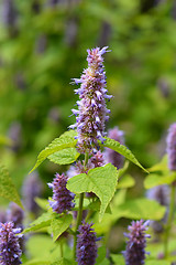 Image showing Anise hyssop Golden Jubilee