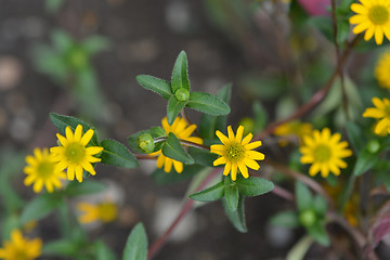 Image showing Mexican creeping zinnia