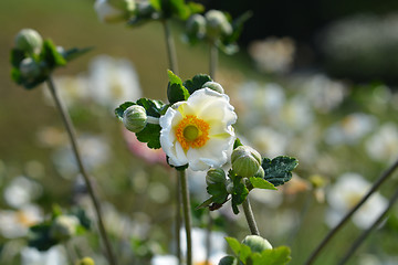 Image showing Japanese anemone Honorine Jobert