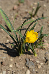 Image showing Winter daffodil