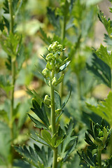 Image showing Variegated monkshood