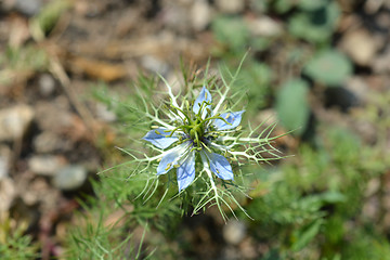 Image showing Love-in-a-mist