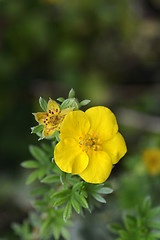 Image showing Elizabeth Cinquefoil