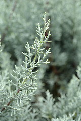 Image showing Arizona cypress