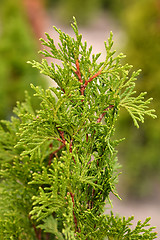 Image showing White cedar Smaragd