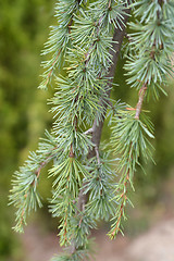 Image showing Blue atlas cedar