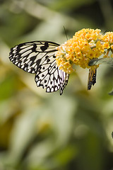 Image showing Butterfly