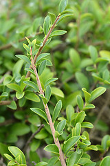 Image showing Delavay privet