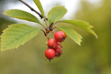 Image showing Cockspur hawthorn