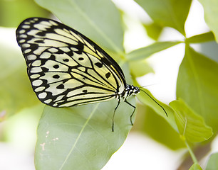 Image showing Butterfly