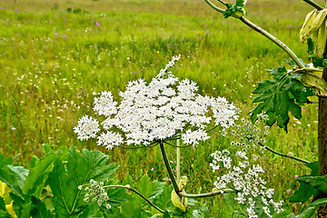 Image showing Heracleum blooming white flowers