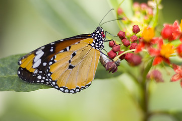 Image showing Butterfly