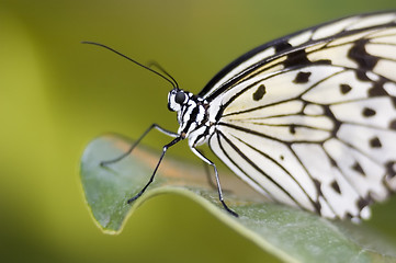 Image showing Butterfly