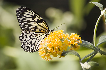 Image showing Butterfly