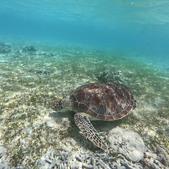 Image showing Sea turtle feeding and swimming freely in the blue ocean.