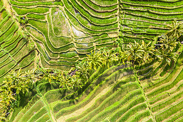 Image showing Drone view of Jatiluwih rice terraces and plantation in Bali, Indonesia, with palm trees and paths.