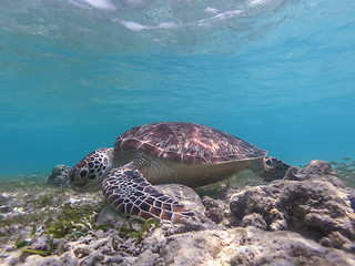 Image showing Sea turtle feeding and swimming freely in the blue ocean.