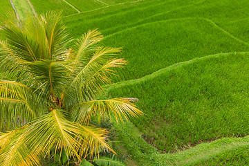 Image showing Drone view of Jatiluwih rice terraces and plantation in Bali, Indonesia, with palm trees and paths.