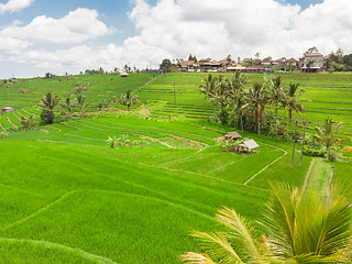 Image showing Jatiluwih rice terraces and plantation in Bali, Indonesia, with palm trees and paths.