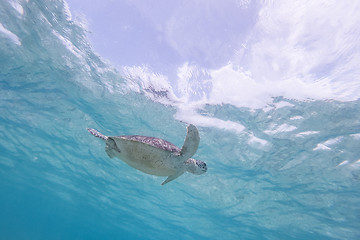 Image showing Sea turtle swimming freely in the blue ocean.