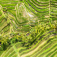 Image showing Drone view of Jatiluwih rice terraces and plantation in Bali, Indonesia, with palm trees and paths.
