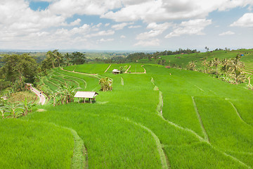 Image showing Jatiluwih rice terraces and plantation in Bali, Indonesia, with palm trees and paths.