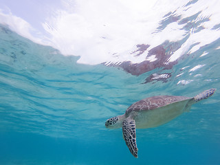 Image showing Sea turtle swimming freely in the blue ocean.