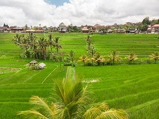 Image showing Jatiluwih rice terraces and plantation in Bali, Indonesia, with palm trees and paths.