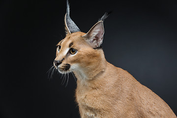 Image showing Beautiful caracal lynx over black background