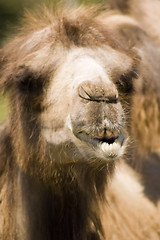 Image showing Camel