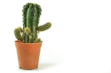 Image showing Cactus in pot plant isolated 