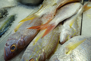 Image showing Variety of raw fresh fish