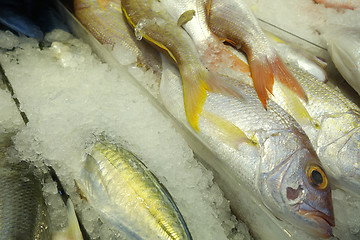 Image showing Variety of raw fresh fish