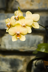 Image showing Orchids