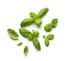 Image showing Basil leaf