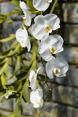 Image showing Orchids