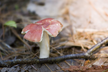 Image showing Mushroom