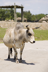 Image showing Zebu