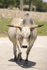 Image showing Zebu